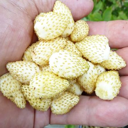 White Soul, Strawberry Seeds image number null